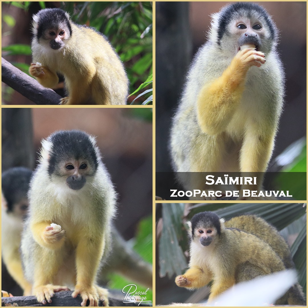 75475844_beauval_-_saimiri_01_-_layout_10_1080x1080.jpg
