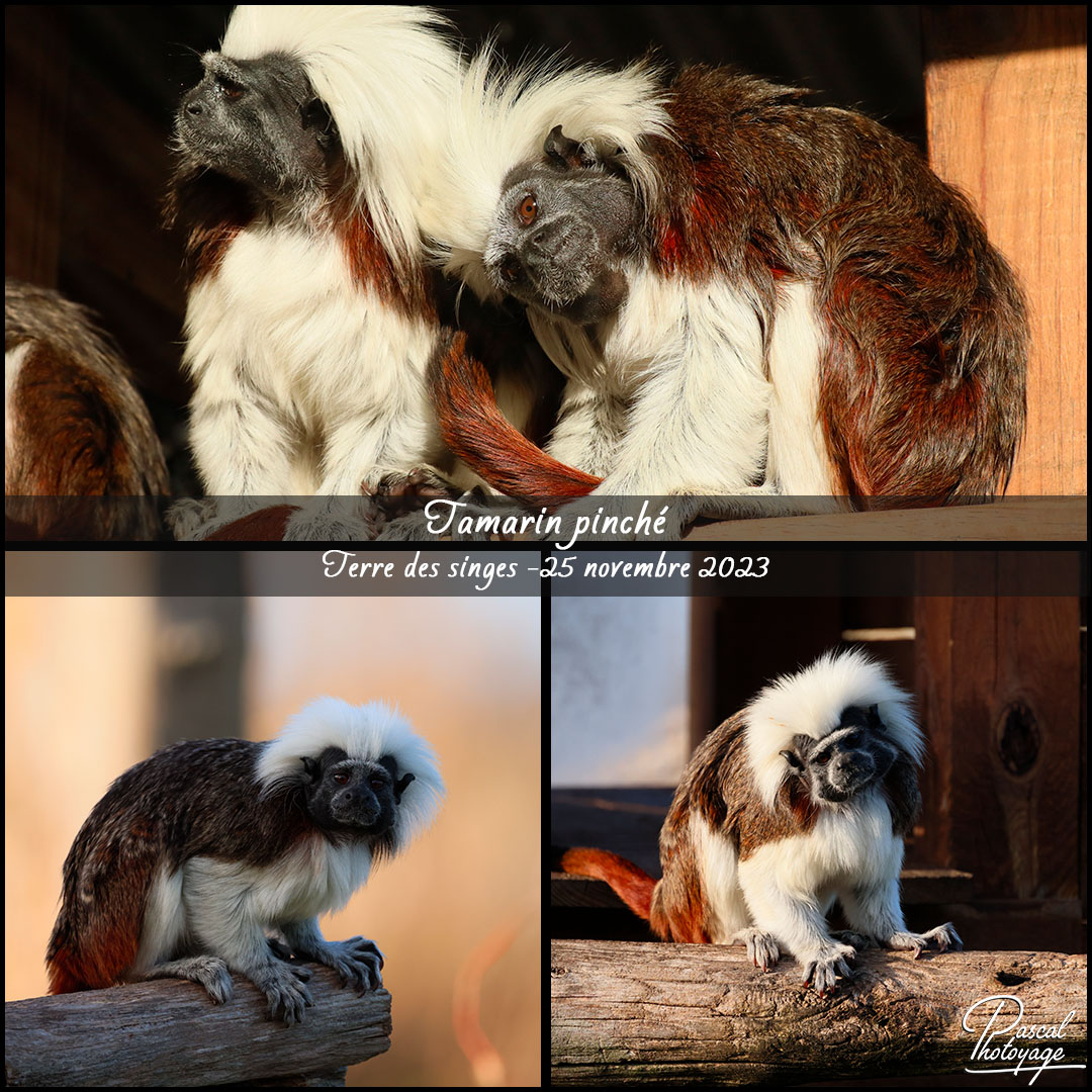 76041090_tamarin_pinche_-_terre_des_singes_-_layout_58_1080x1080.jpg