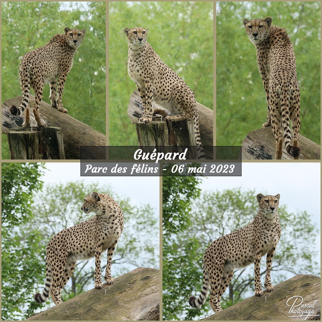 76152288_parc_des_feins_-_guepard_01_-_layout_22_1080x1080.jpg