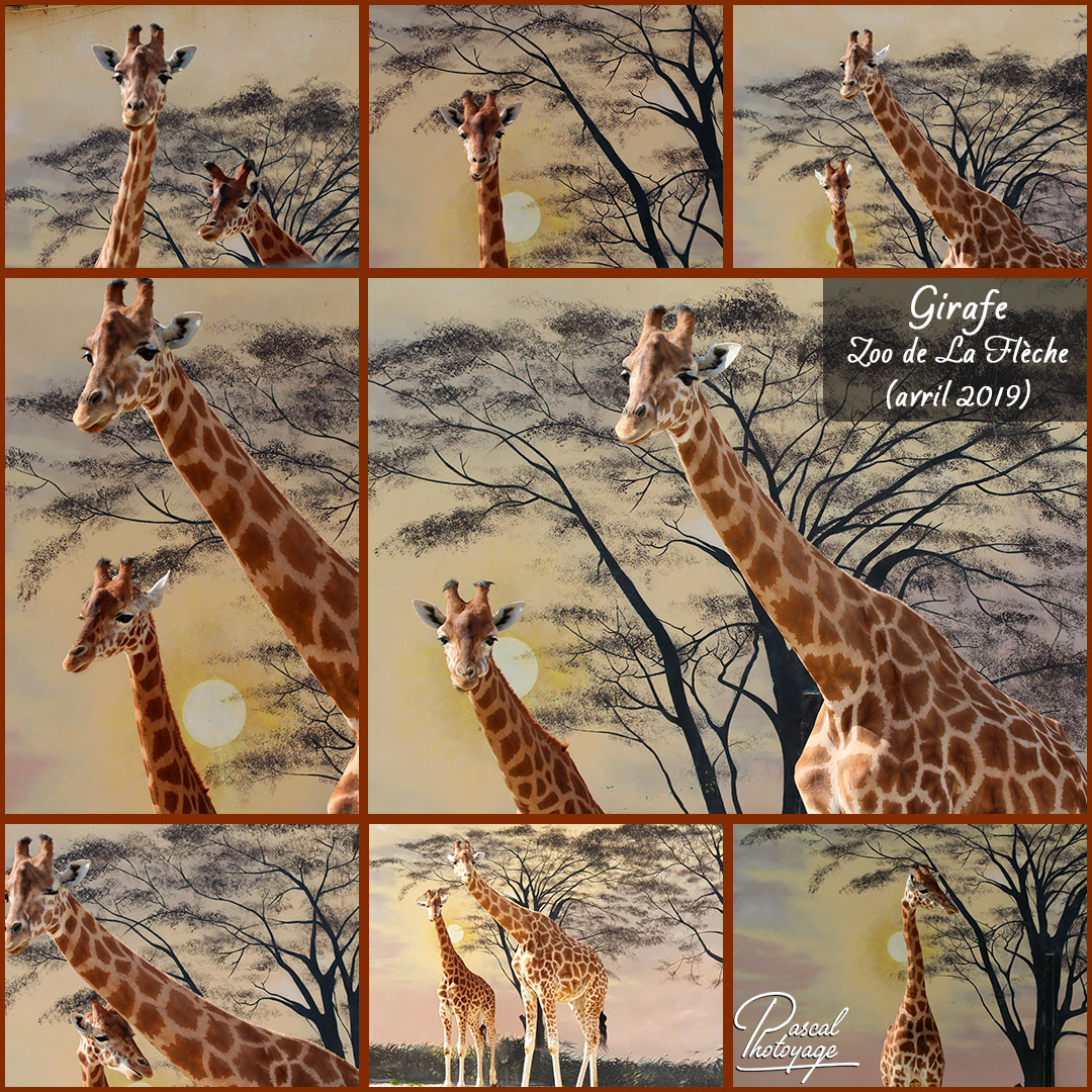 76360282_la_fleche_-_girafe_01_-_layout_35_1080x1080.jpg