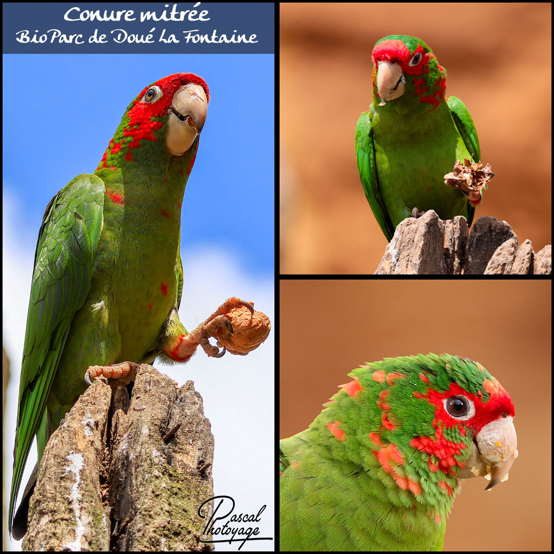 76398719_conure_mitree_01_-_bioparc_doue_la_fontaine_-_layout_68_1080x1080.jpg