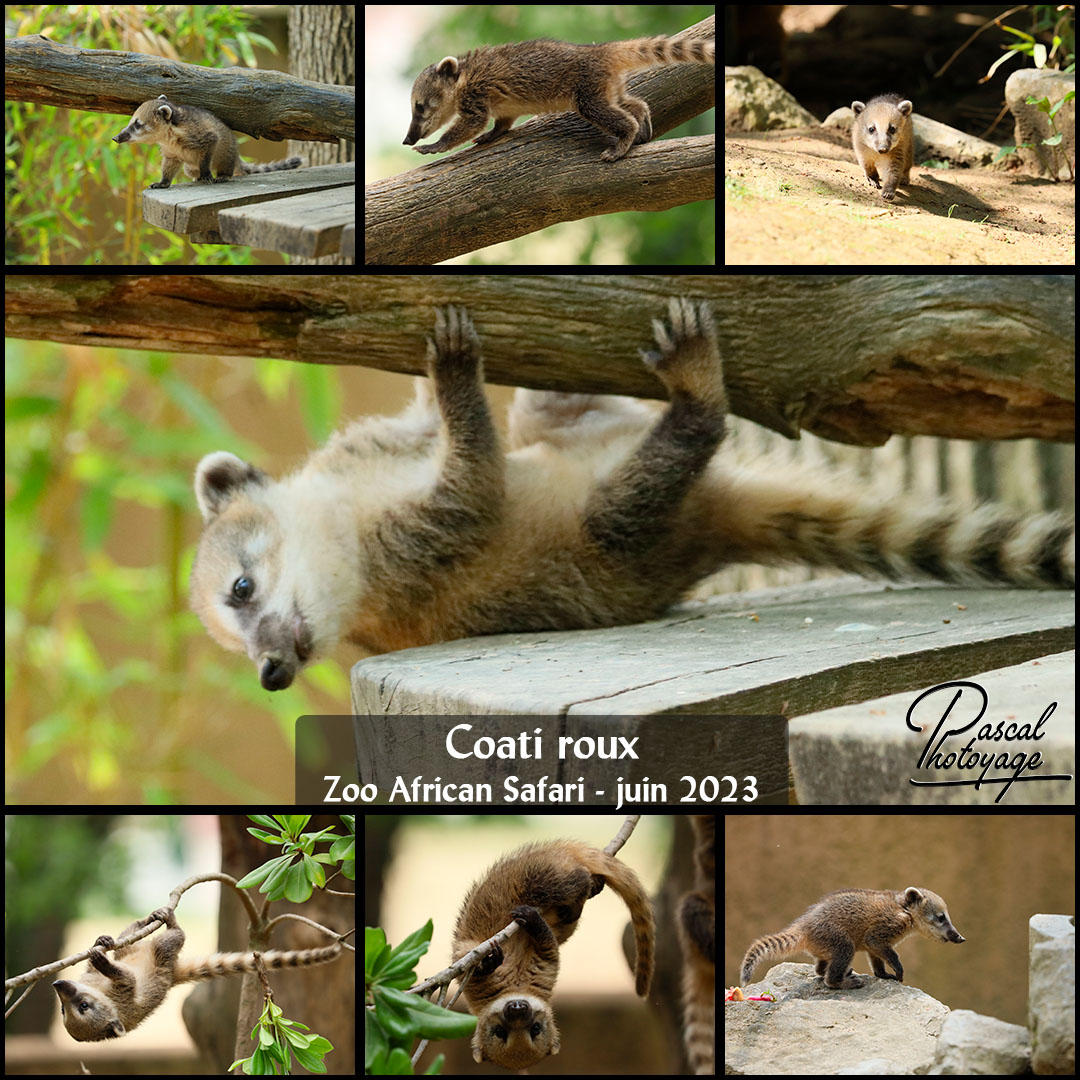 76441382_zoo_african_safari_-_coati_roux_01_-_layout_32_1080x1080.jpg