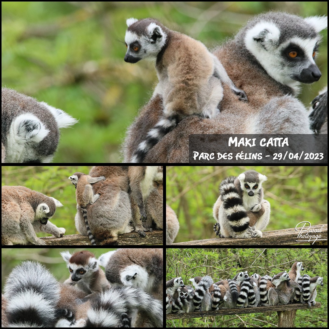 77666609_parc_des_felins_-_maki_catta_01_-_layout_56_1080x1080.jpg