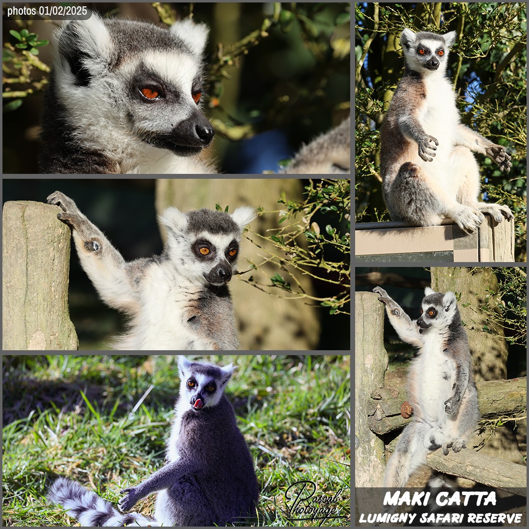 77779016_maki_catta_01_-_lumigny_safari_reserve_-_layout_19_1080x1080.jpg