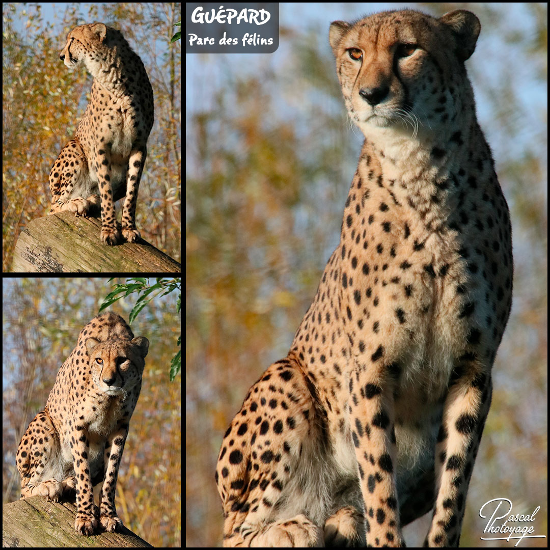 77916162_parc_des_felins_-_guepard_01_-_layout_61_1080x1080.jpg