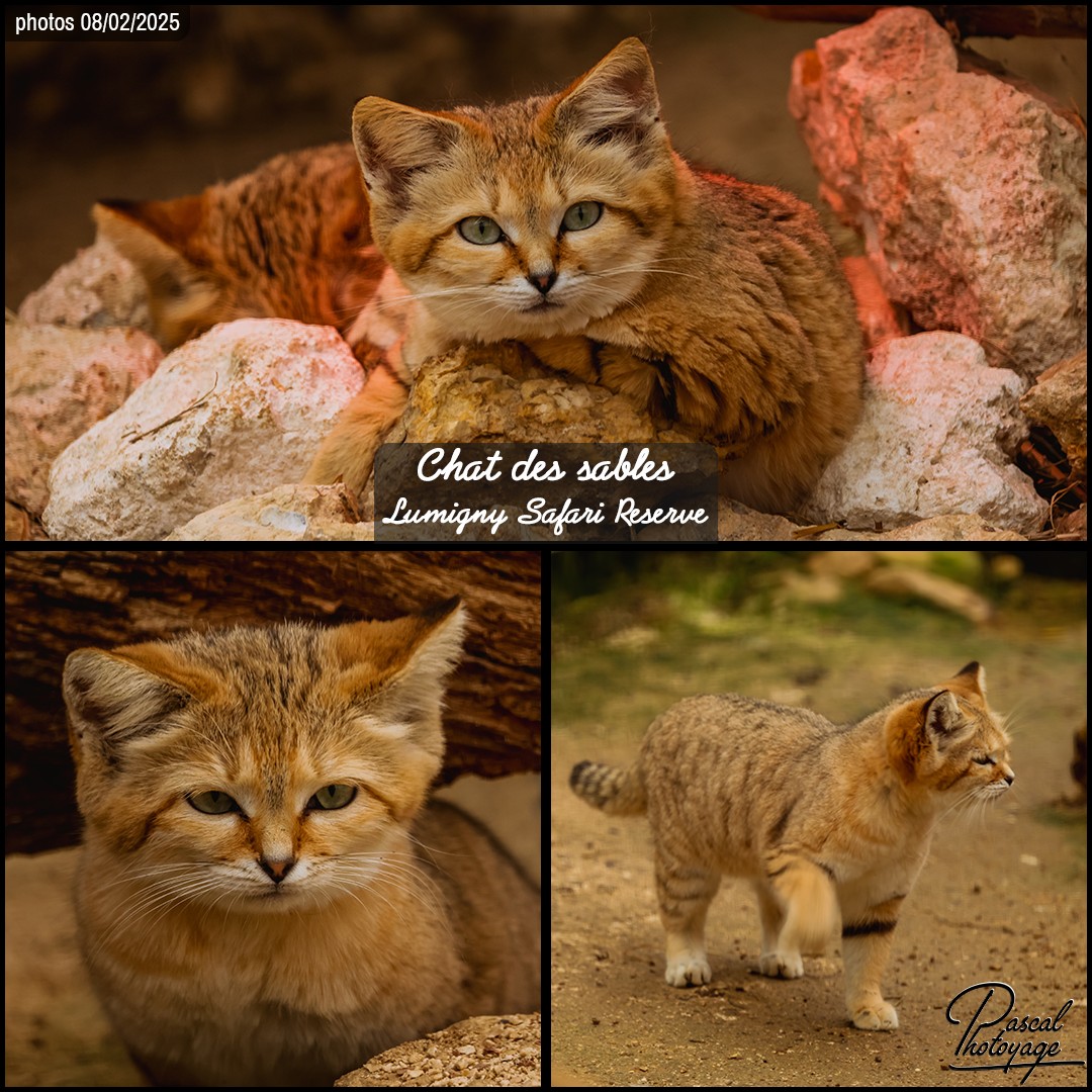 78376758_chat_des_sables_01_-_lumigny_safari_reserve_-_layout_58_1080x1080.jpg