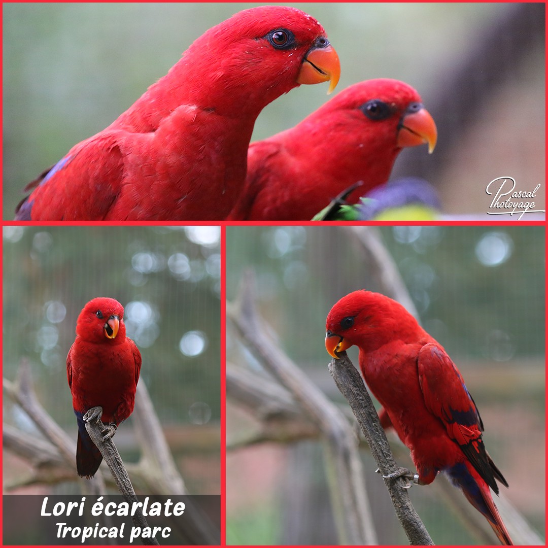 79040673_tropical_parc_-_lori_01_-_layout_03_1080x1080.jpg