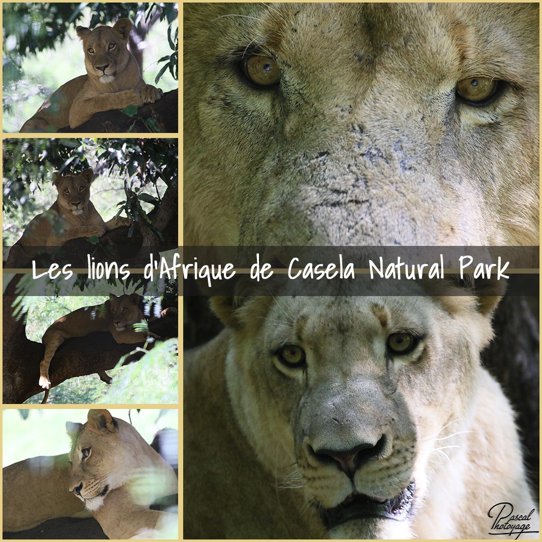 79118022_casela_-_lion_d_afrique_01_-_layout_65_1080x1080.jpg