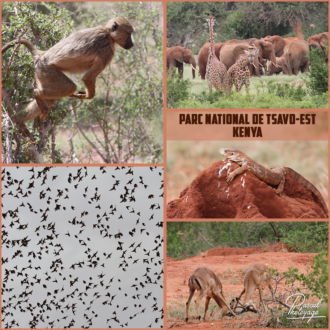 79389924_tsavo-est_02_-_layout_04_1080x1080.jpg
