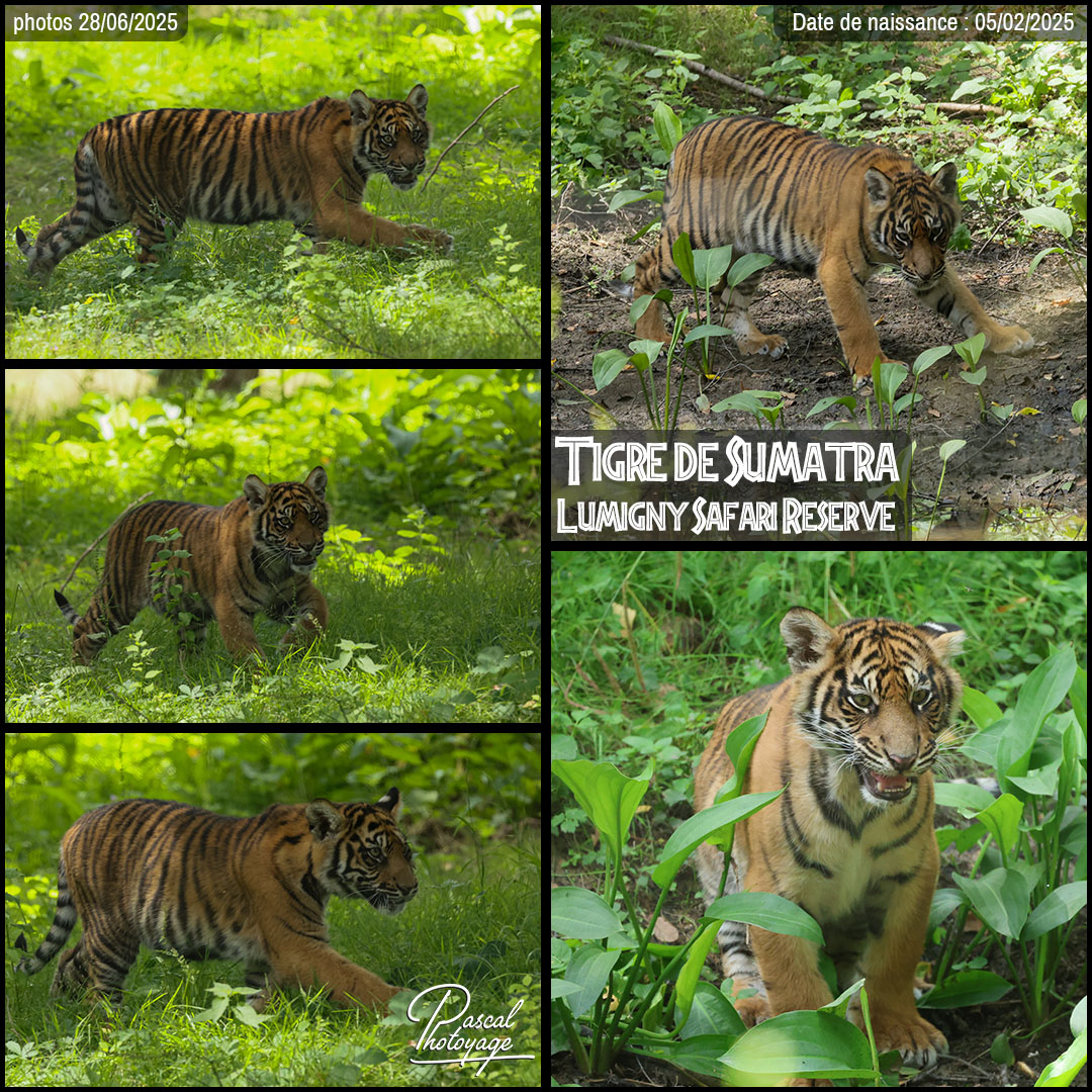 79517755_tigre_de_sumatra_01_-_lumigny_safari_reserve_-_layout_17_1080x1080.jpg