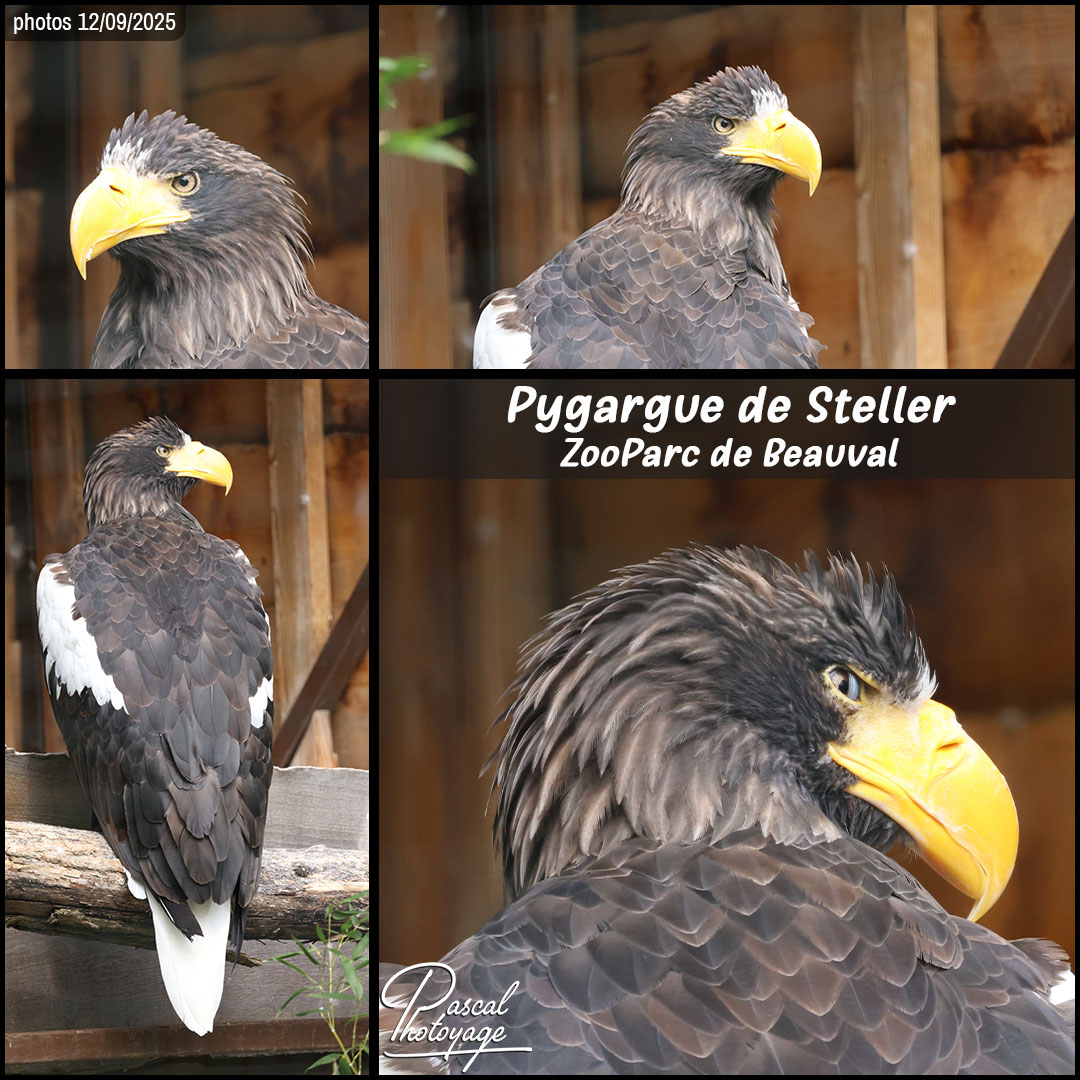 79987768_pygargue_de_steller_01_-_zooparc_de_beauaval_-_layout_05_1080x1080.jpg