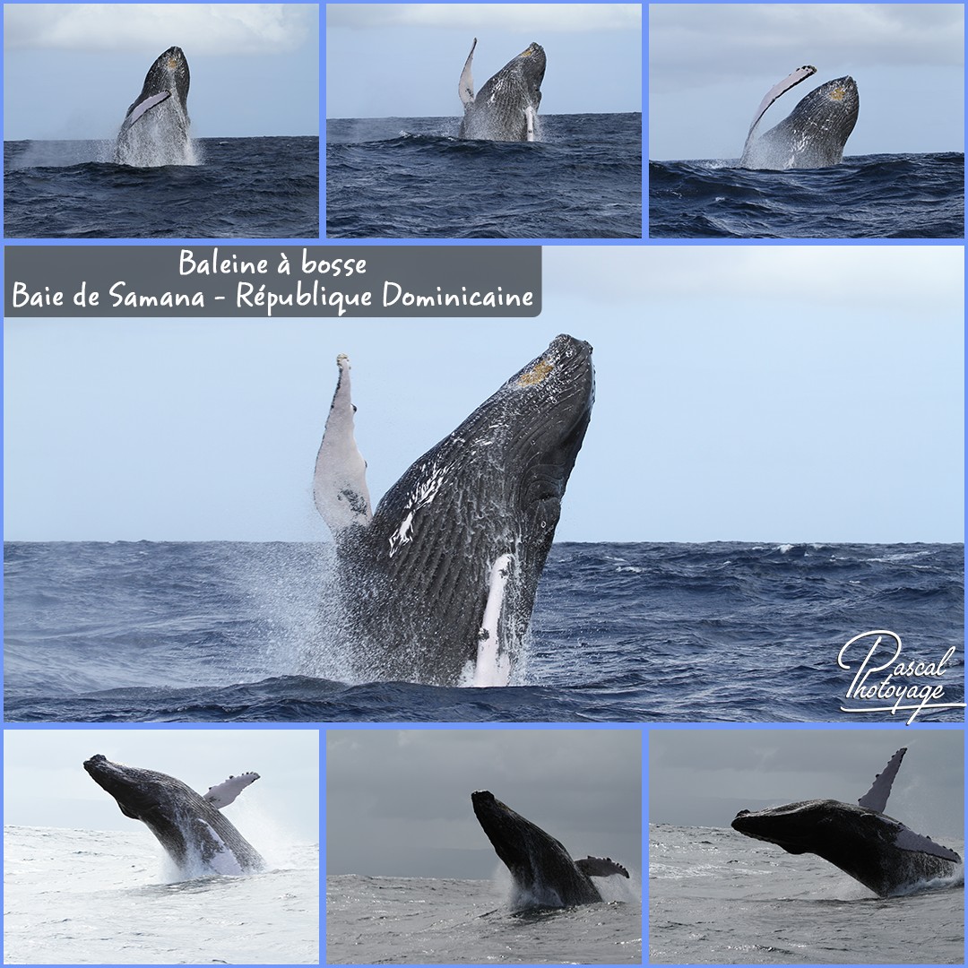80224603_baleines_a_bosse_01_-_layout_32_1080x1080.jpg