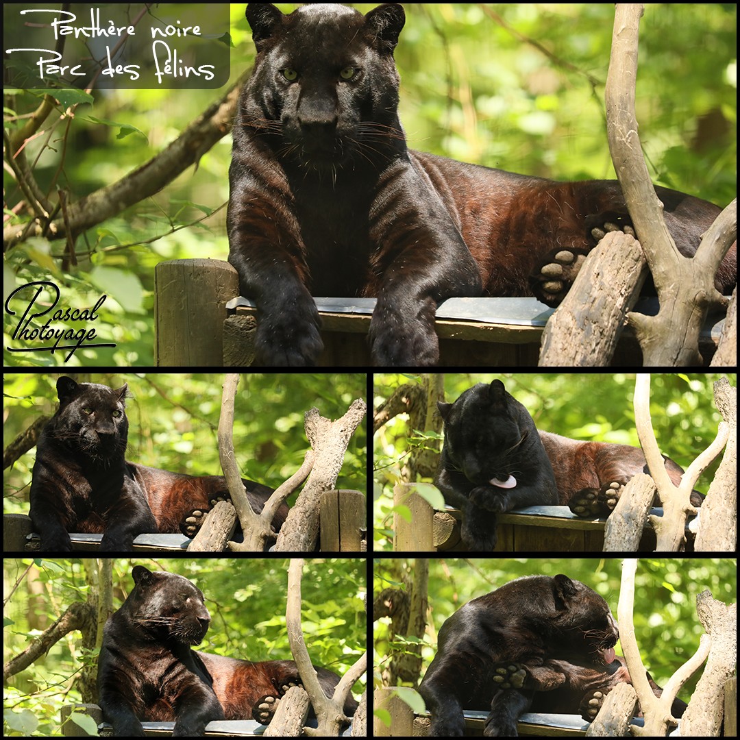 80619786_parc_des_felins_-_panthre_noire_-_layout_56_1080x1080.jpg