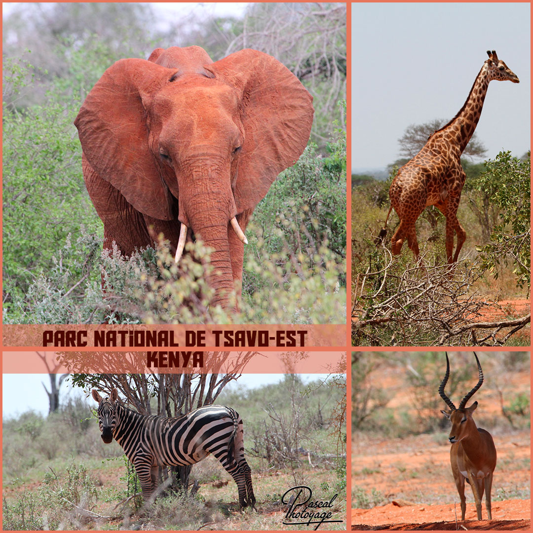 80808615_tsavo-est_01_-_layout_04_1080x1080.jpg