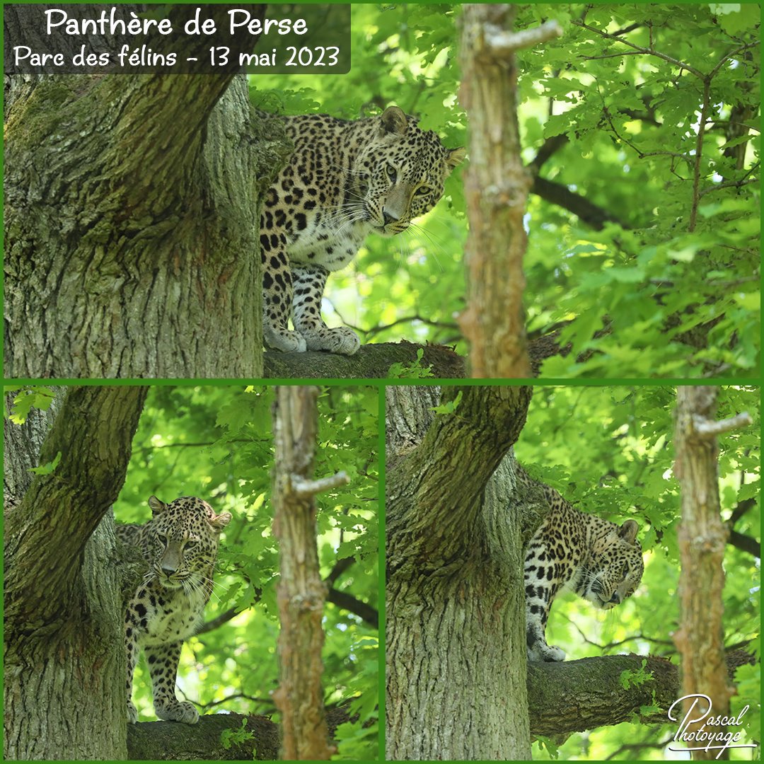 81183808_parc_des_felins_-_panthere_de_perse_01_-_layout_73_1080x1080.jpg