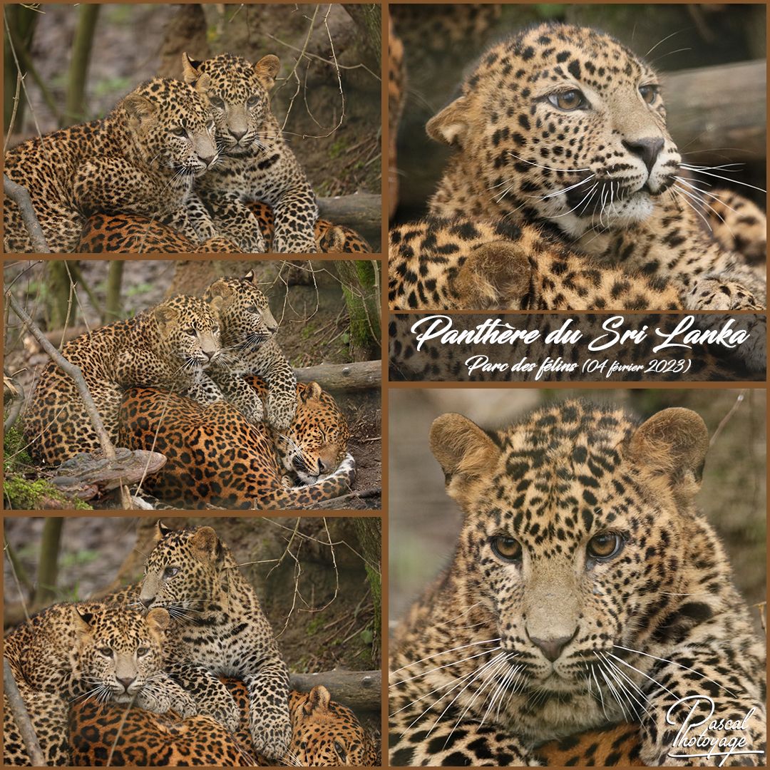 81283009_parc_des_felins_-_panthere_du_sri_lanka_01_-_layout_17_1080x1080.jpg