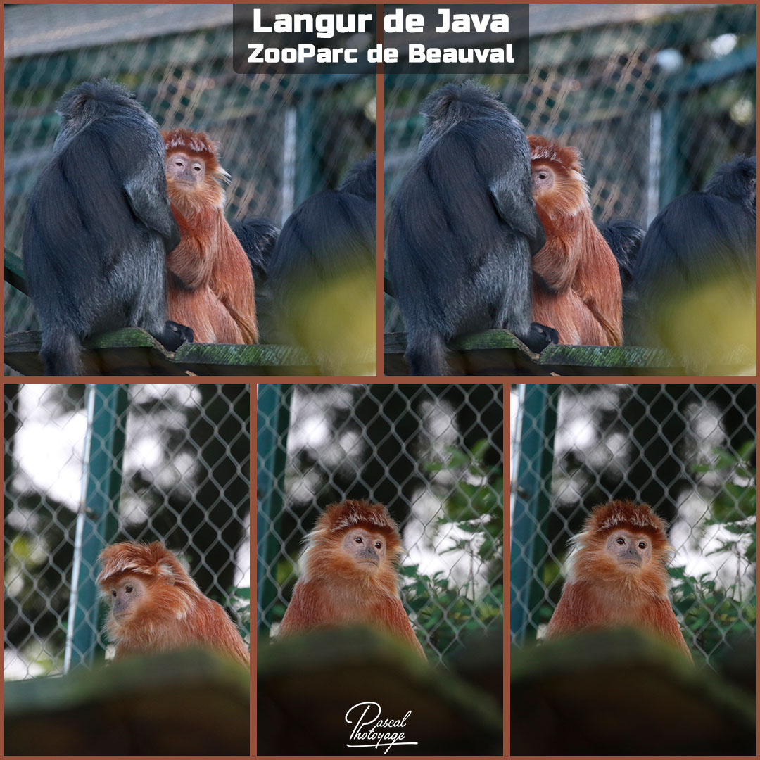 82312419_beauval_-_langur_de_java_01_-_layout_21_1080x1080.jpg