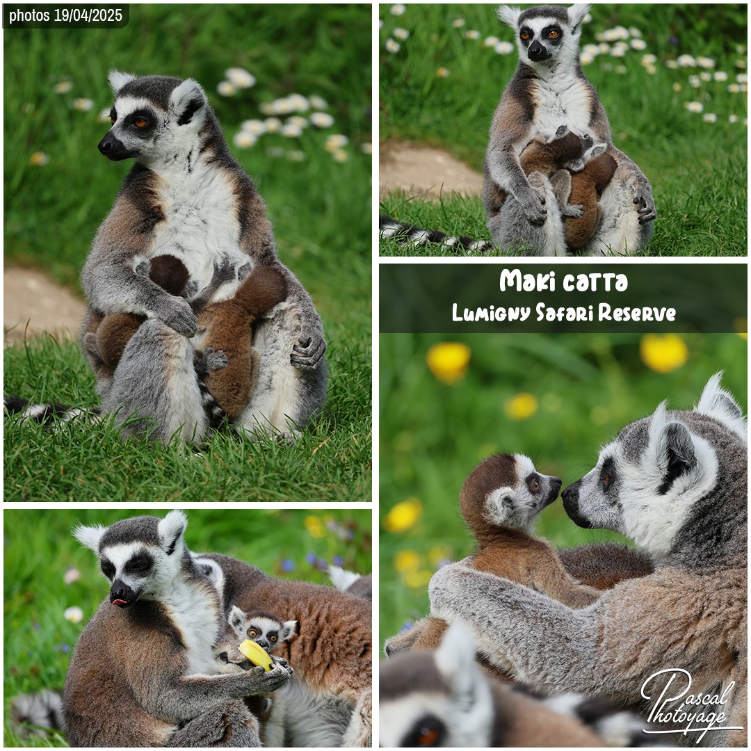 82518360_maki_catta_01_-_lumigny_safari_reserve_-_layout_11_1080x1080.jpg