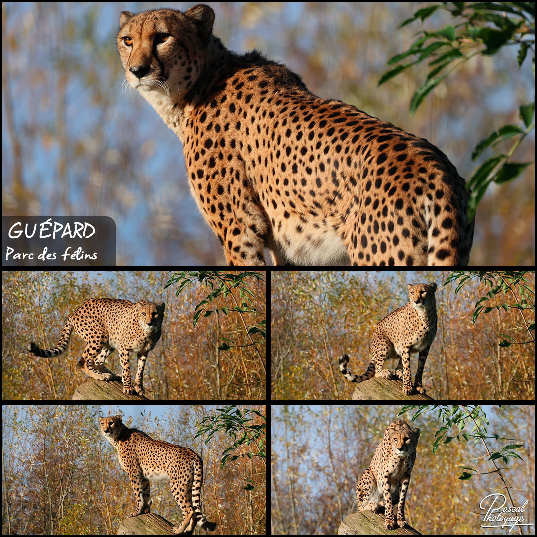 82562690_guepard_01_-_parc_des_felins_-_layout_56_1080x1080.jpg