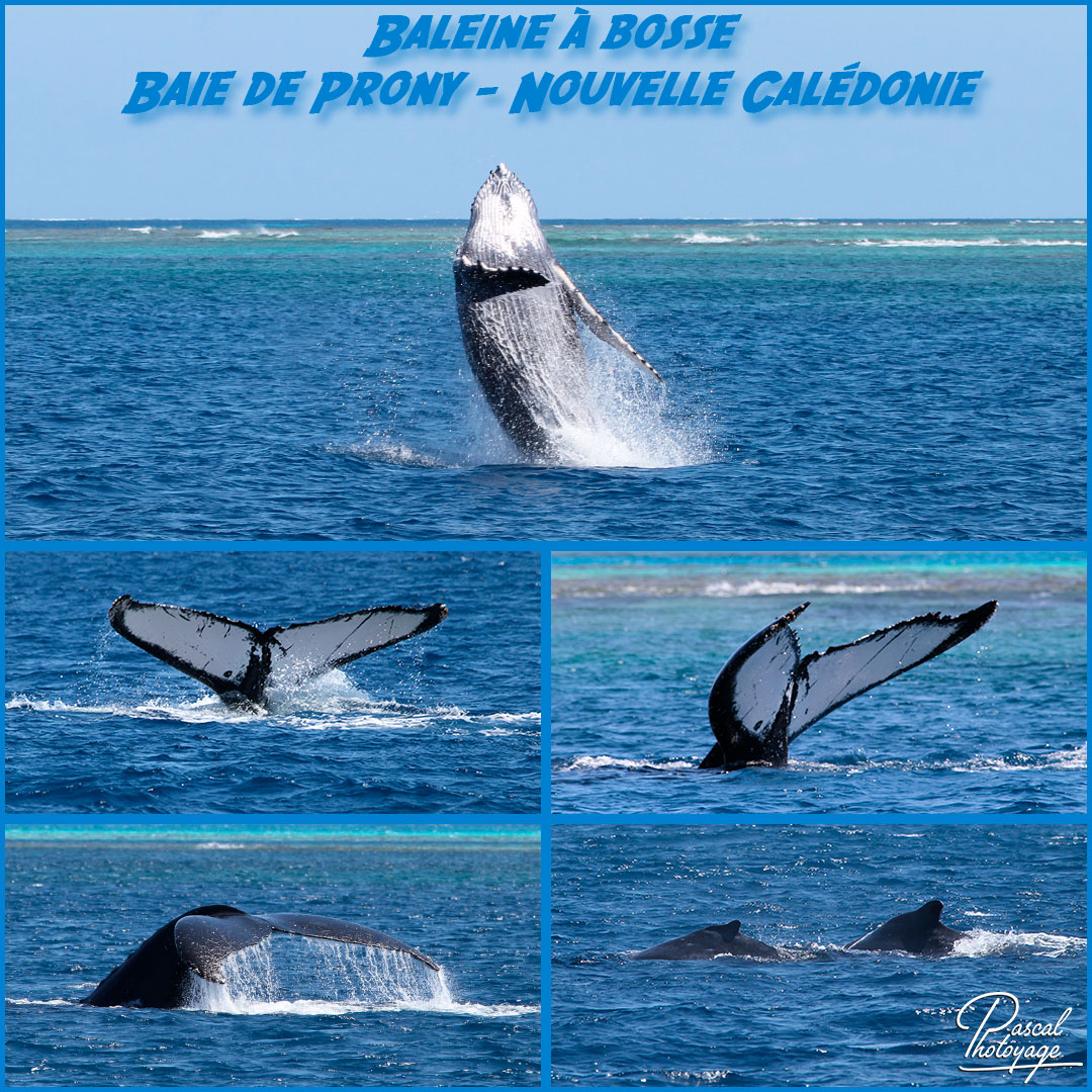 82661697_nouvelle_caledonie_-_baleine_a_bosse_01_-_layout_56_1080x1080.jpg