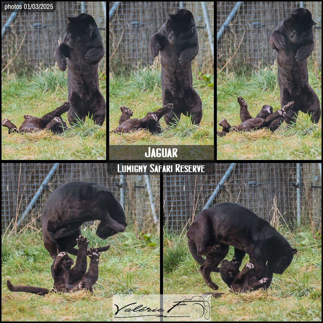 82851646_jaguar_noir_01_-_lumigny_safari_reserve_-_layout_22_1080x1080.jpg