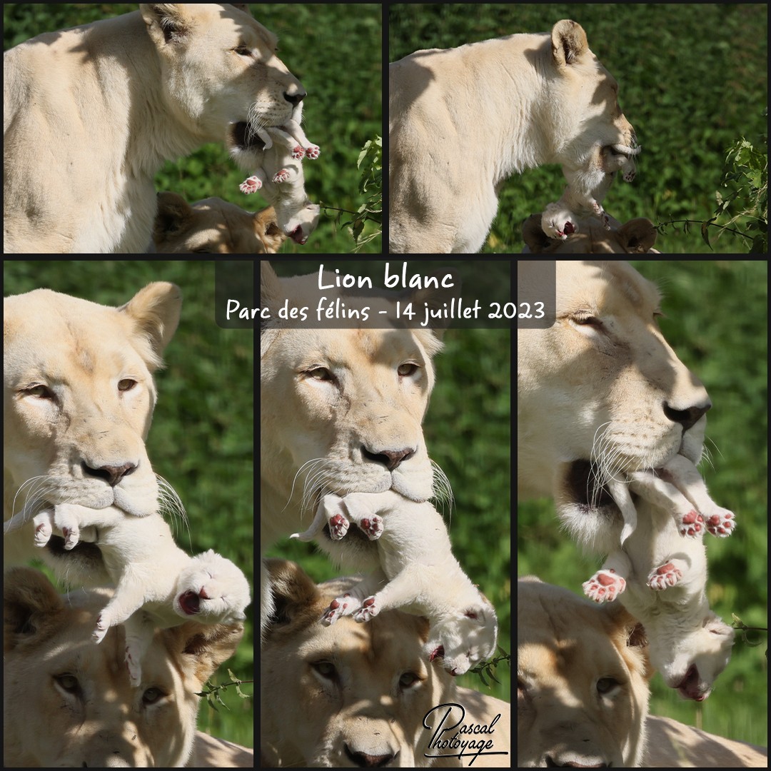 83926820_parc_des_felins_-_lion_blanc_01_-_layout_23_1080x1080.jpg