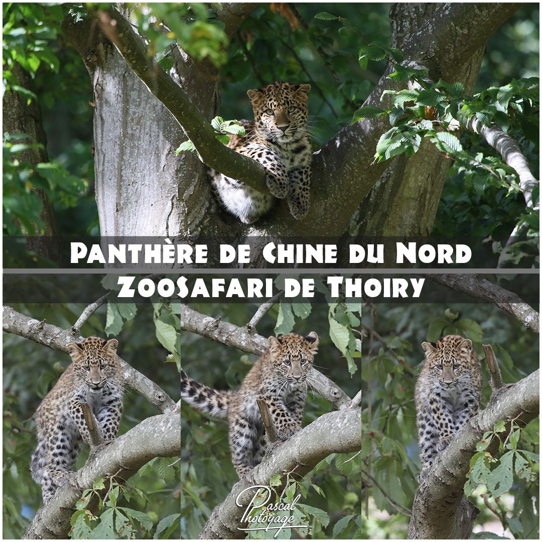 84553690_thoiry_-_panthere_de_chine_du_nord_-_layout_52_1080x1080.jpg