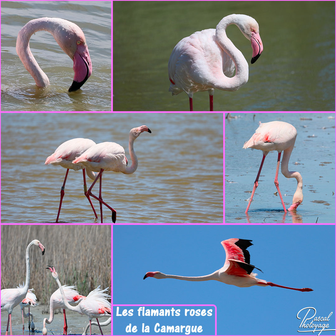 84603679_flamant_rose_01_-_layout_29_1080x1080.jpg