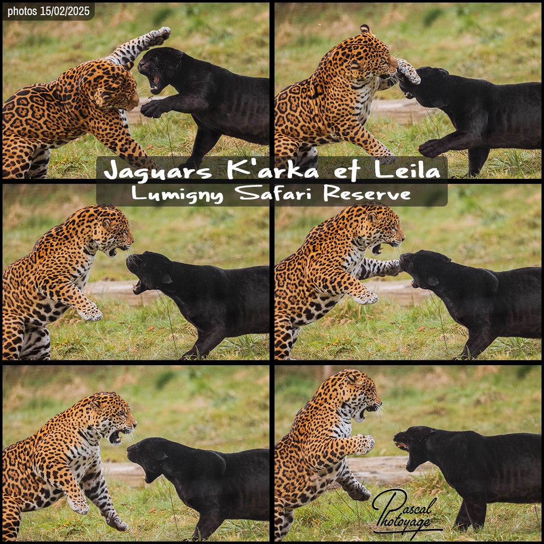 84762904_jaguars_01_-_lumginy_safari_reserve_-_layout_71_1080x1080.jpg