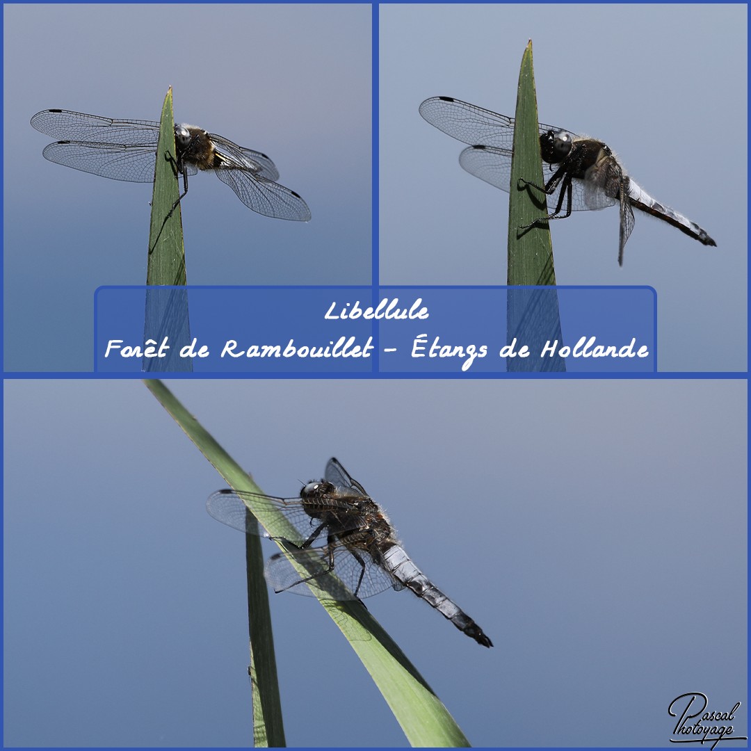 84889801_foret_de_ramboulllet_-_libellule_-_layout_59_1080x1080.jpg