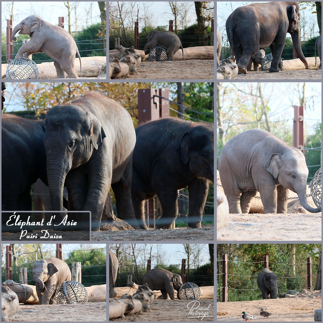 84935289_pairi_daiza_-_elephant_d_asie_01_-_layout_36_1080x1080.jpg