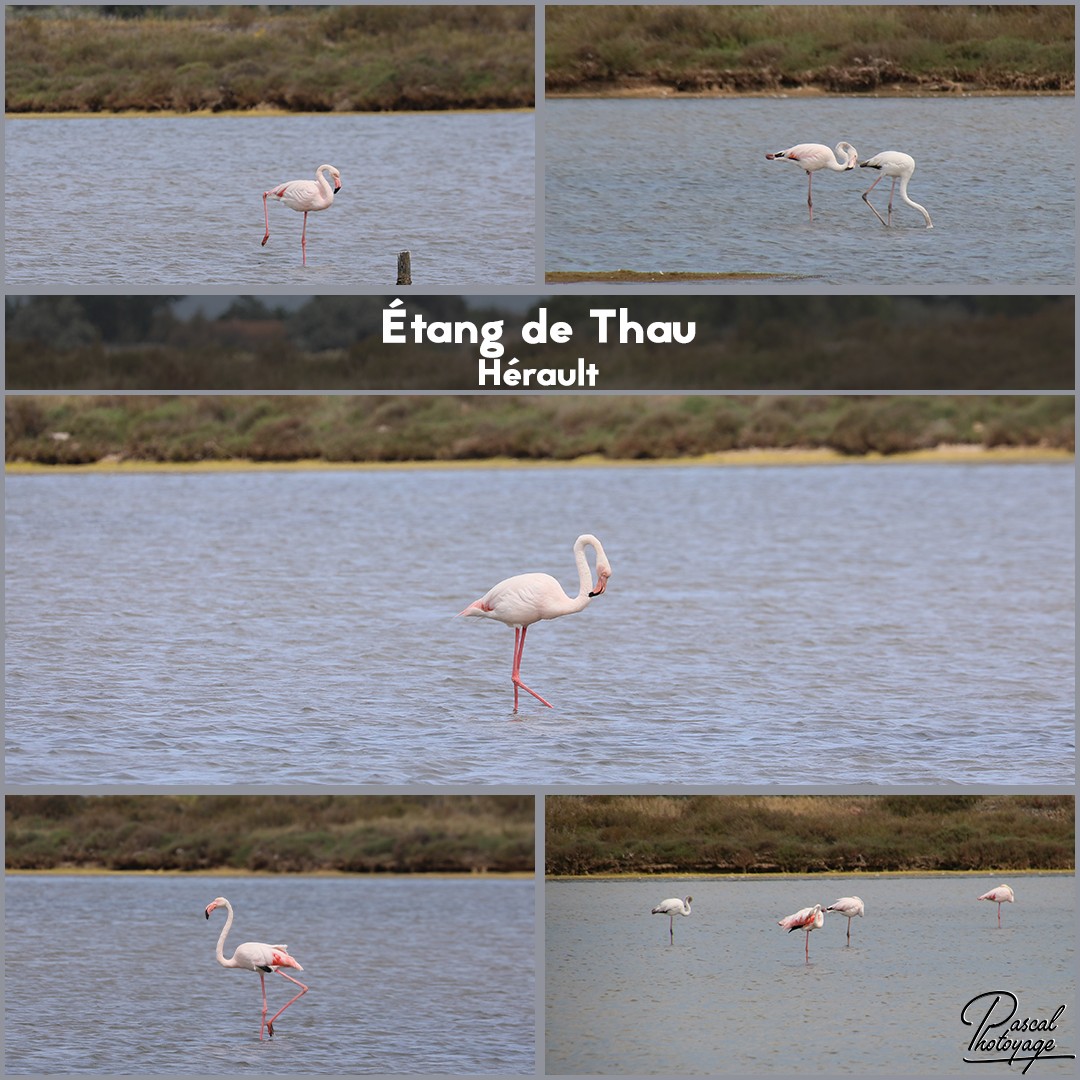 85021503_etang_de_thau_01_-_layout_15_1080x1080.jpg