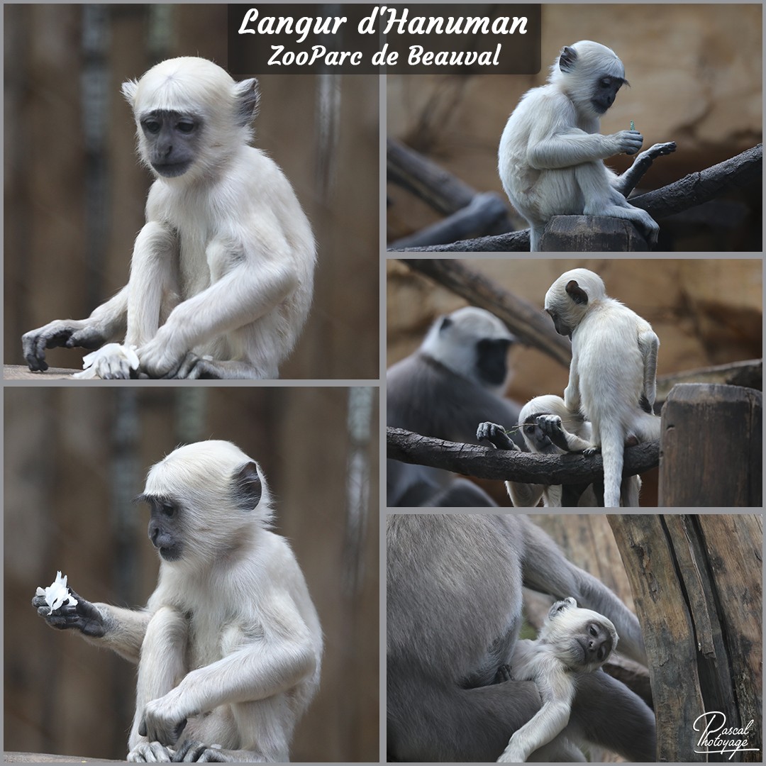 85035309_beauval_-_langur_d_hanuman_01_-_layout_18_1080x1080.jpg