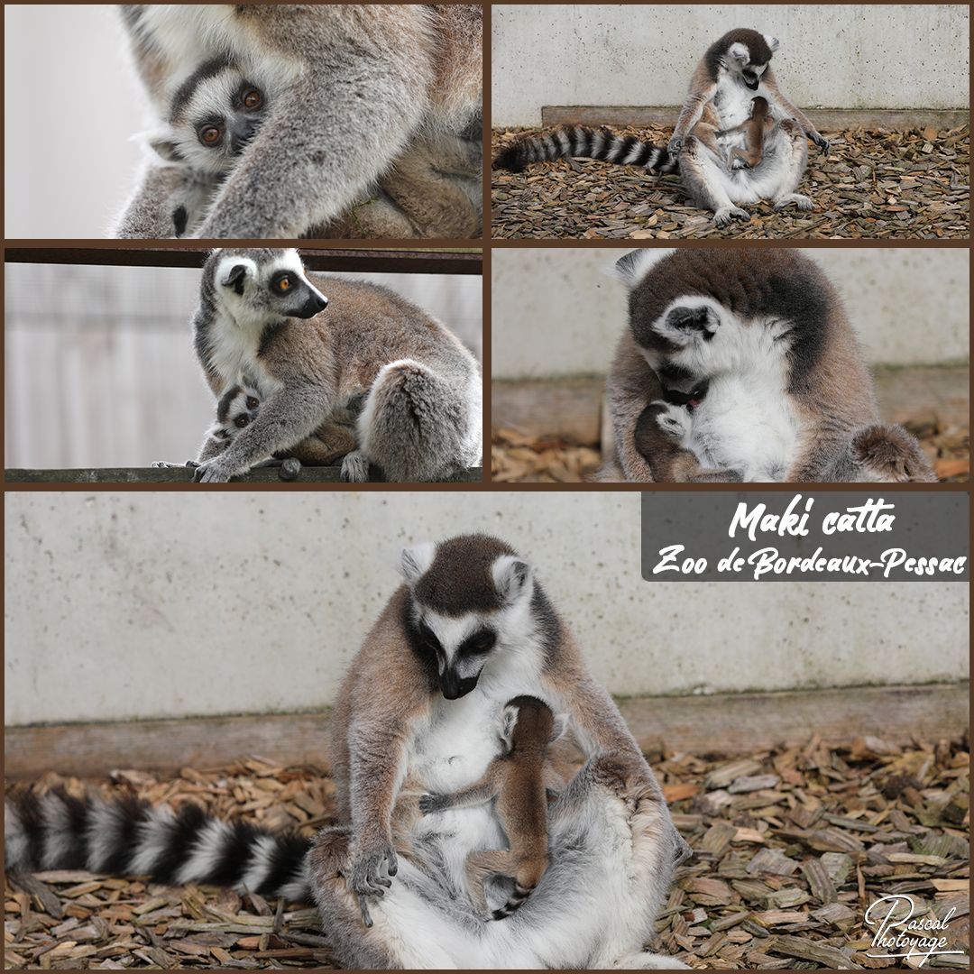 85342318_zoo_de_bordeaux-pessac_-_maki_catta_01_-_layout_55_1080x1080.jpg