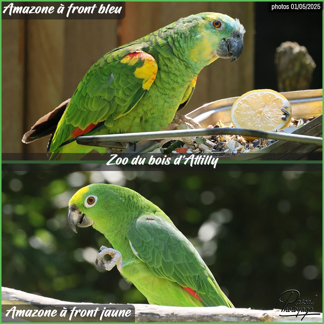 85387808_amazone_a_front_bleu_et_a_front_jaune_01_-_zoo_du_bois_d_attilly_-_layout_52_1080x1080.jpg