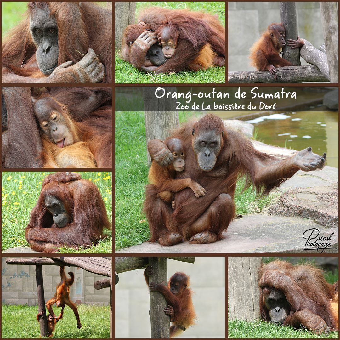 85387893_la_boissiere_du_dore_-_orang-outan_sumatra_01_-_layout_47_bis_1080x1080.jpg