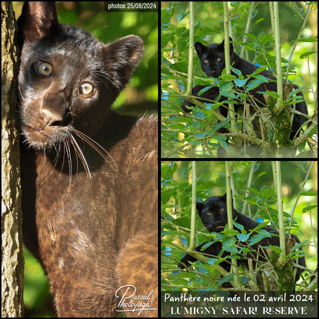 85400378_panthere_noire_01_-_lumigny_safari_reserve_-_layout_68_1080x1080.jpg