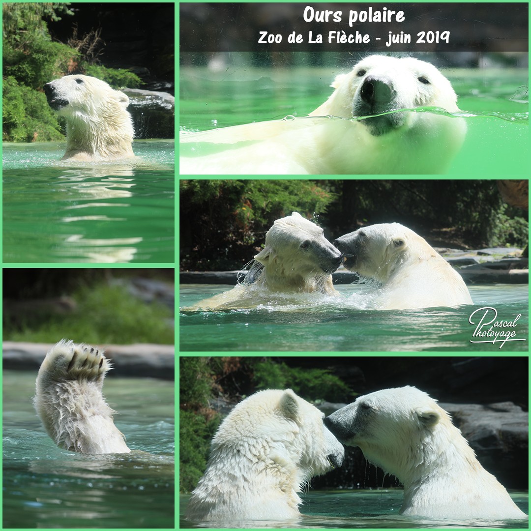 85596999_la_fleche_-_ours_polaire_01_-_layout_20_1080x1080.jpg