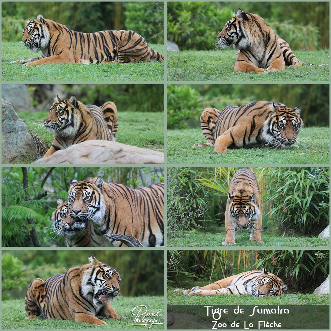 86293374_la_fleche_-_tigre_de_sumatra_01_-_layout_54_1080x1080.jpg