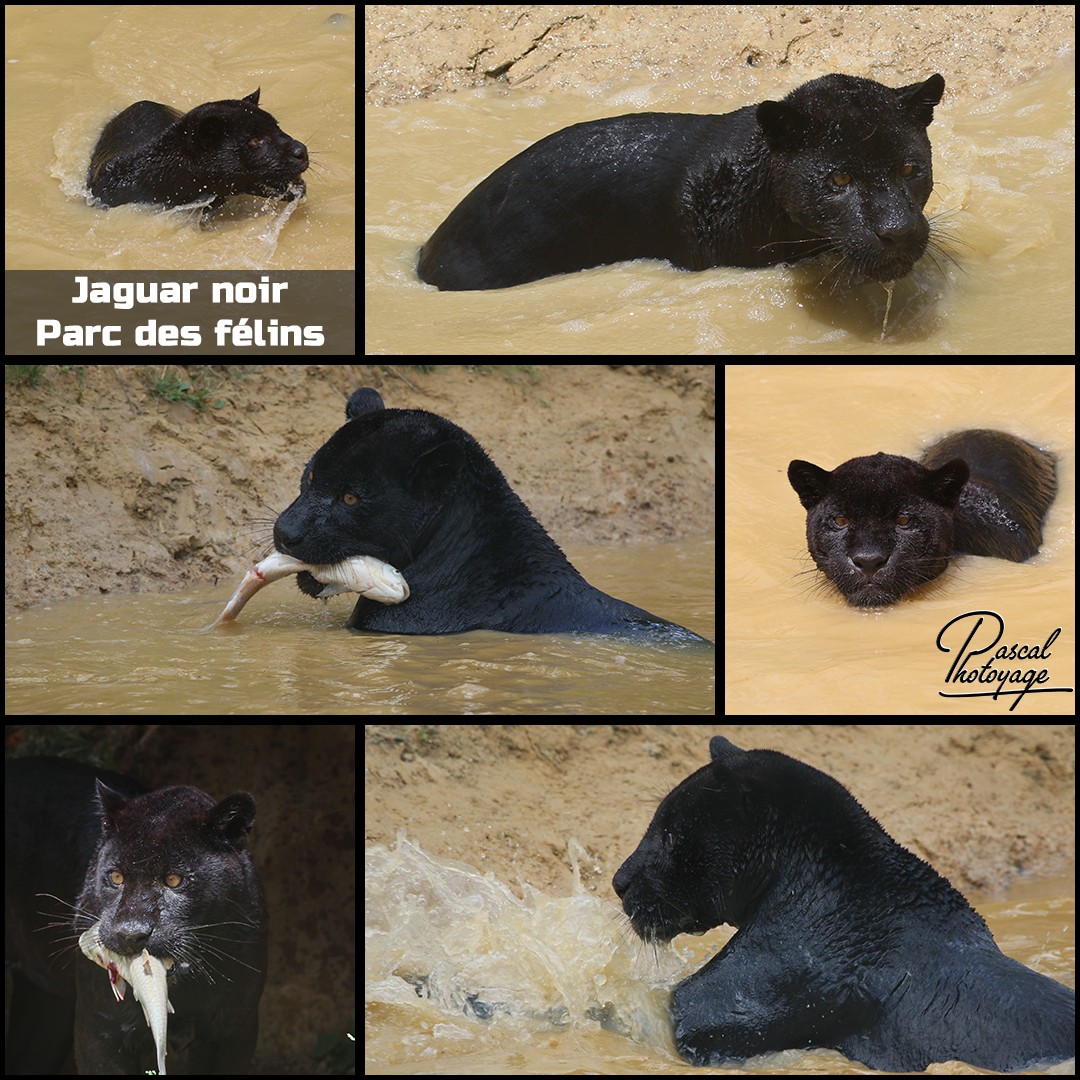 87044740_parc_des_felins_-_jaguar_noir_01_-_layout_29_1080x1080.jpg