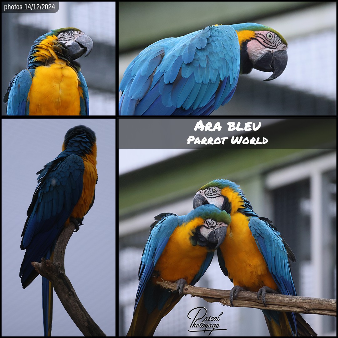 87505042_ara_bleu_01_-_parrot_world_-_layout_05_1080x1080.jpg