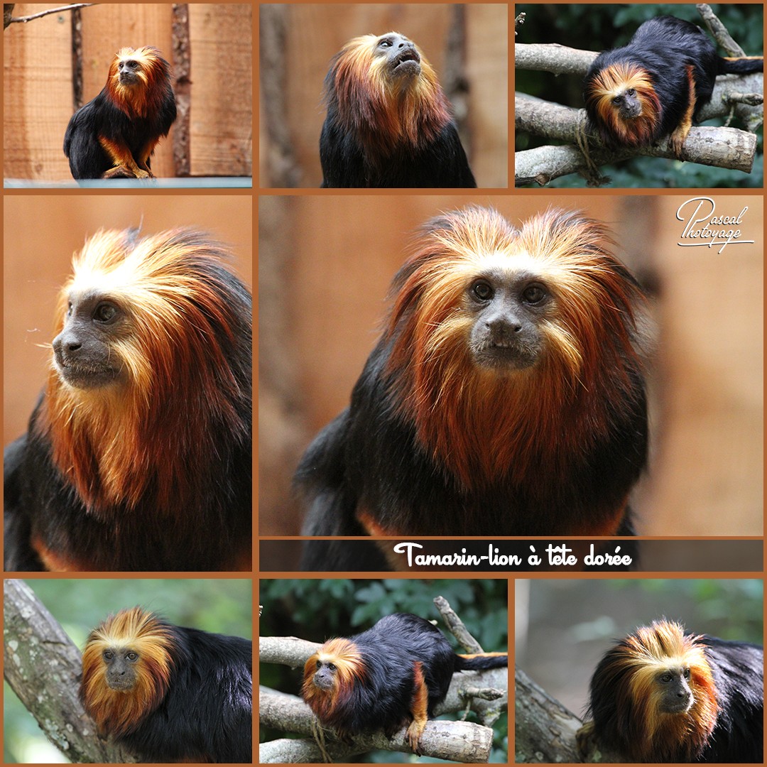 87748093_tamarion-lion_tete_doree_01_-_layout_35_1080x1080.jpg