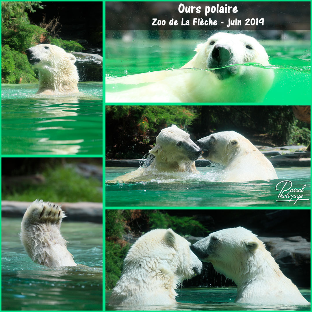 88237820_la_fleche_-_ours_polaire_01_-_layout_20_1080x1080.jpg