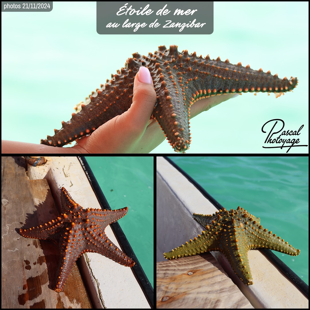 88412133_etoile_de_mer_01_-_zanzibar_-_layout_73_1080x1080.jpg