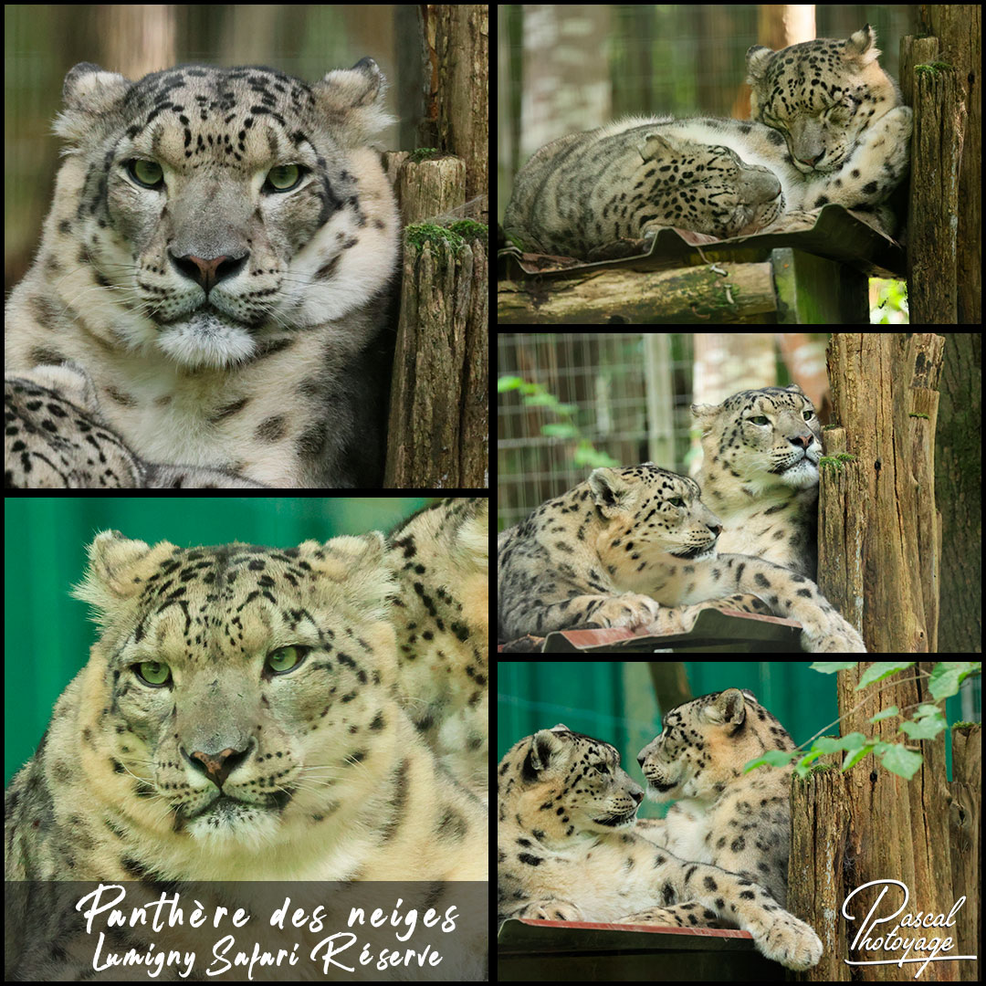 88538836_panthere_des_neiges_01_-_lumigny_safari_reserve_-_layout_18_1080x1080.jpg