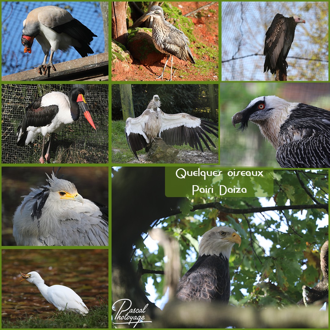 89086282_pairi_daiza_-_oiseaux_01_-_layout_45_1080x1080.jpg