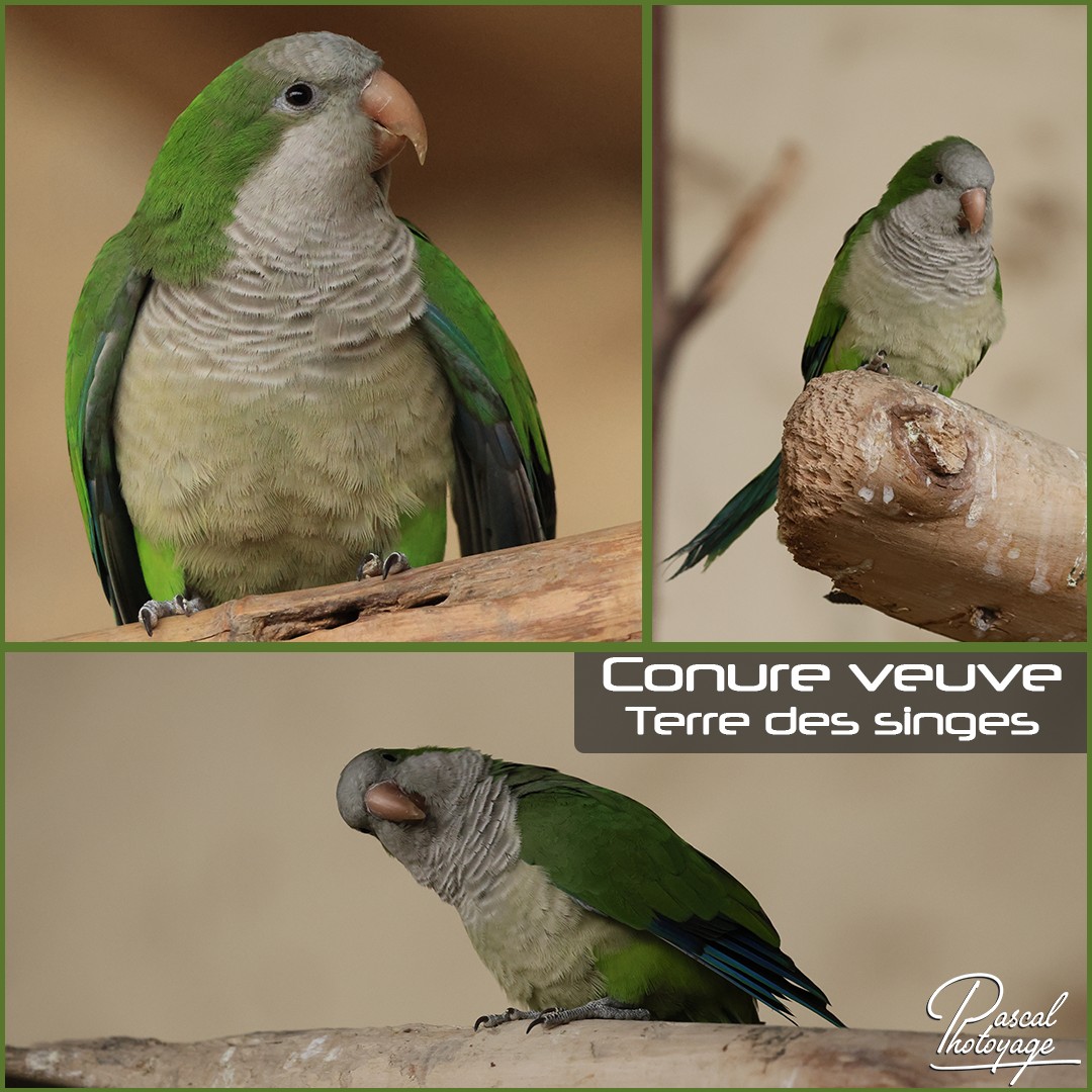 89163954_conure_veuve_01_-_terre_des_singes_-_layout_01_1080x1080.jpg