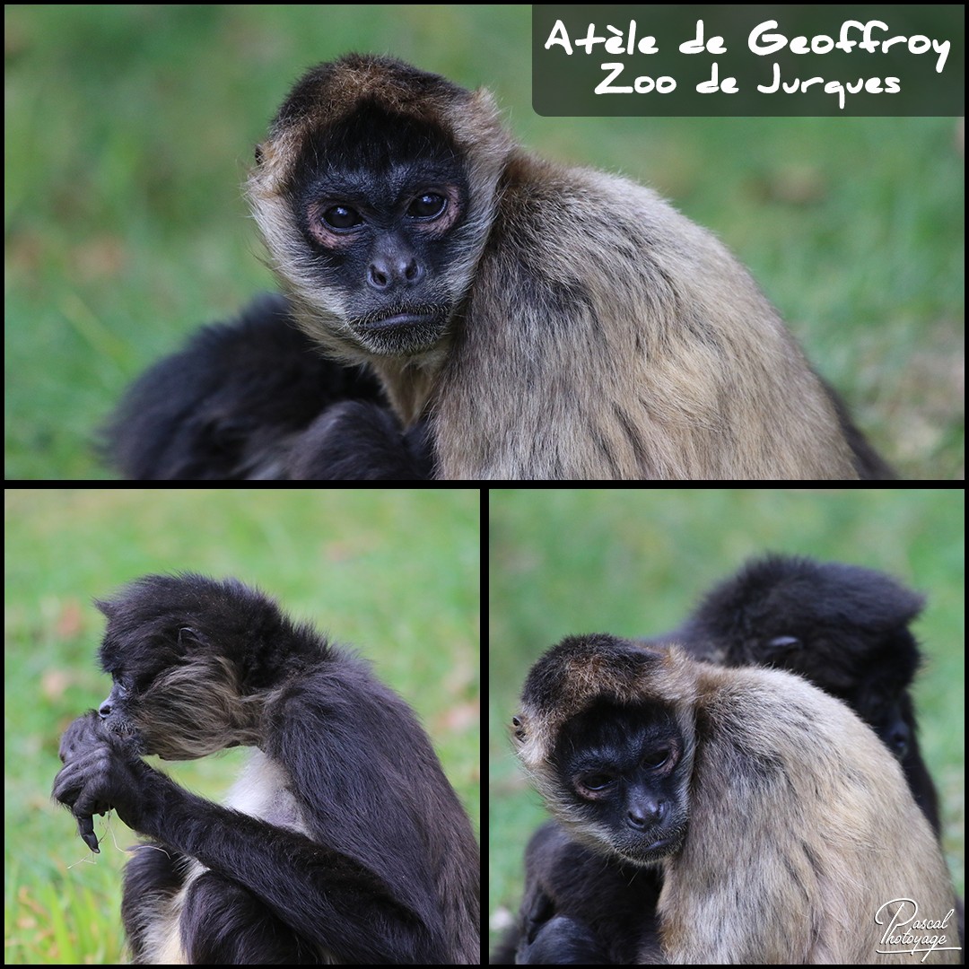89328511_jurques_-_atele_de_geoffroy_01_-_layout_58_1080x1080.jpg