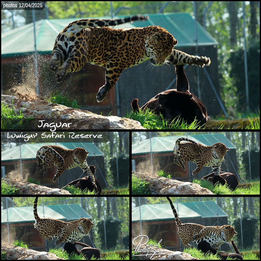 89551125_jaguar_01_-_lumigny_safari_reserve_-_layout_56_1080x1080.jpg