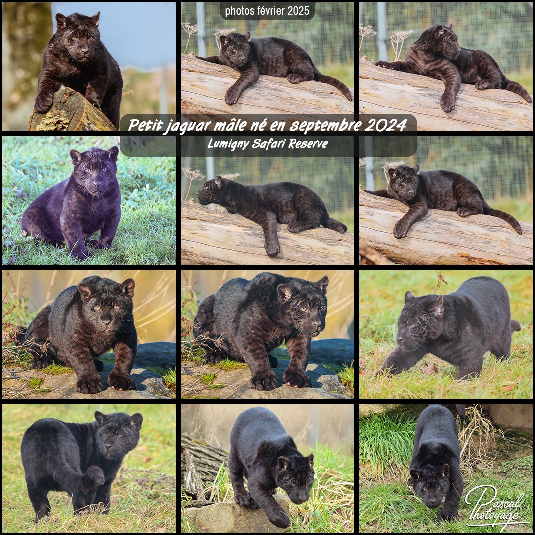 90011199_jaguar_noir_01_-_lumigny_safari_reserve_-_layout_63_1080x1080.jpg